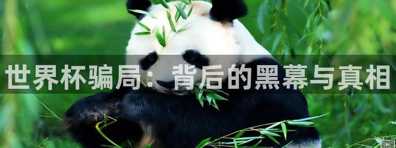 美洲杯直播：世界杯骗局：背后的黑幕与真相